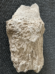 Petrified Bone (Unable to Authenticate)