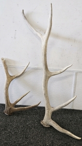 16" & 31" ELK ANTLERS; PLEASE INSPECT