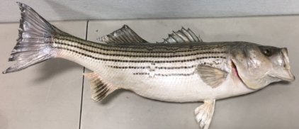 32&rdquo; Striped Bass Taxidermy Mount
