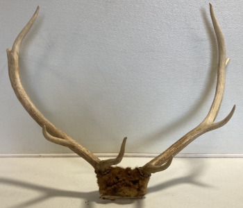 Antlers Attached to Skull Piece w/ Fur