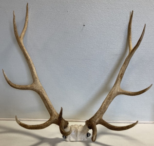 Large Antlers Attached To Skull Piece