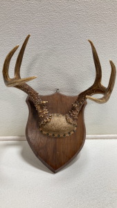 Small Mounted Antlers