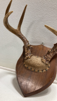 Small Mounted Antlers - 2