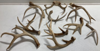 (10) Assorted Antler Sheds