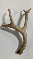 (10) Assorted Antler Sheds - 2