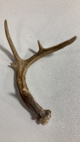 (10) Assorted Antler Sheds - 3