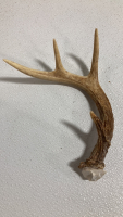 (10) Assorted Antler Sheds - 4