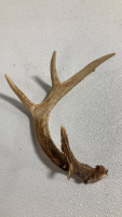 (10) Assorted Antler Sheds - 5