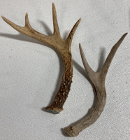 (10) Assorted Antler Sheds - 6