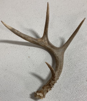 (10) Assorted Antler Sheds - 7