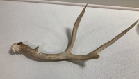 (10) Assorted Antler Sheds - 8