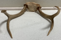 (10) Assorted Antler Sheds - 9