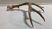 (10) Assorted Antler Sheds - 10