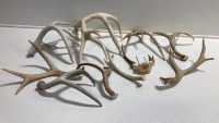 (10) Assorted Antler Sheds