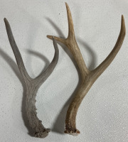 (10) Assorted Antler Sheds - 2