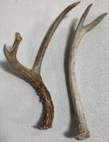 (10) Assorted Antler Sheds - 3