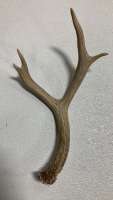 (10) Assorted Antler Sheds - 5