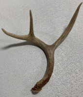 (10) Assorted Antler Sheds - 6