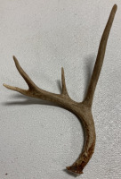 (10) Assorted Antler Sheds - 7