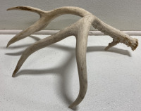 (10) Assorted Antler Sheds - 8