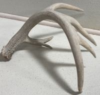 (10) Assorted Antler Sheds - 9