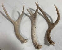 (9) Assorted Antler Sheds - 2