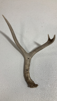 (9) Assorted Antler Sheds - 4