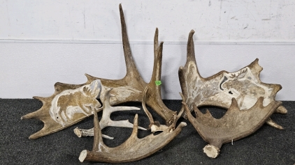 ASSORTED ANTLERS