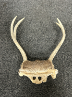 PAIR OF SMALL ANTLERS