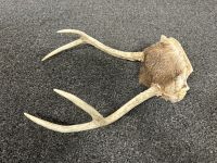 PAIR OF SMALL ANTLERS - 4