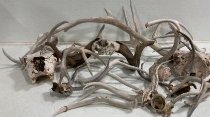 (2) Cow Skulls (1) Sheep Head (1) Elk Antler (7) Assorted Deer Antlers
