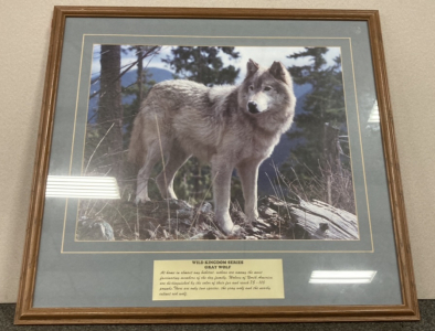 Framed Gray Wolf Photo