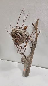 (1) 31" Long Tree Branch With 8" x 8" Wild Hornet/Yellowjacket Nest
