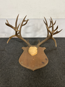 MOUNTED DEER ANTLERS- FEW CRACKS