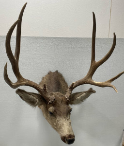 Mule Deer Taxidermy Buck, w/ Mount 30”X 25”X 32”