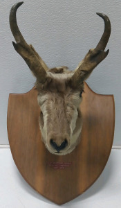 Vintage Antelope Trophy