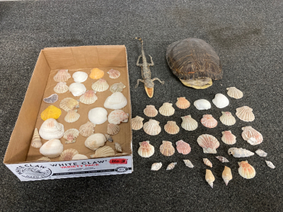 PRESERVED BABY ALLIGATOR, PRESERVED TURTLE SHELL, LARGE COLLECTION OF SEA SHELLS