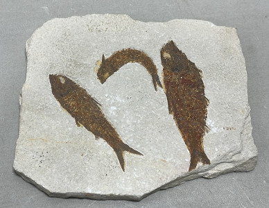 (1) Nightia Fossils From Wyoming W/ Fish Imprints On Both Sides 7”x 6”