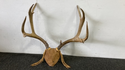 Deer Antlers Wall Decor