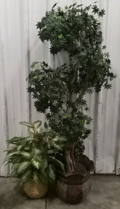 (1) Potted Decorative Tree (1) Potted Decorative Plant