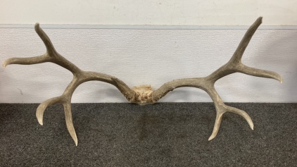 4x4 Deer Antler