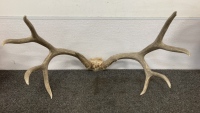 4x4 Deer Antler