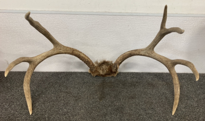 3x4 Deer Antler