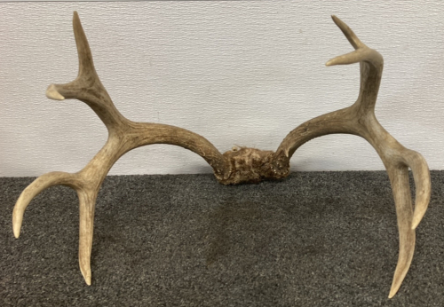 4x4 Deer Antler