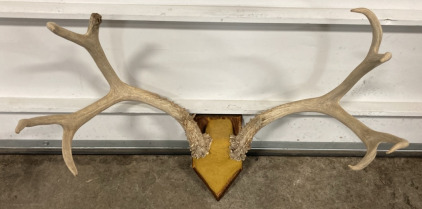 Mounted 4-Point Antlers