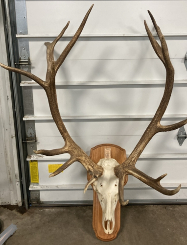 Mounted 8-Point Elk Antlers and Skull