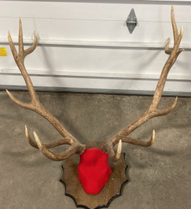 Mounted 6-Point Elk Antlers