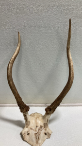 Antlers with Skull Piece