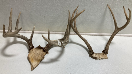 (2) Deer Antlers