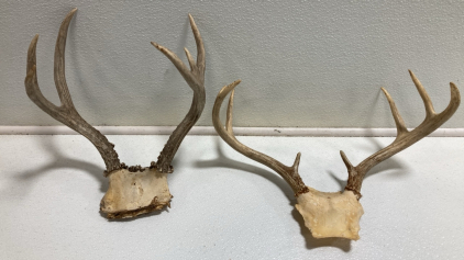 (2) Deer Antlers